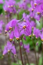 Eastern shooting star Dodecatheon meadia, close-up of pink flowers